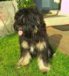 Amy (Small).jpg