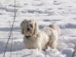 Momo im Schnee.JPG