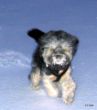 Tashi im Schnee.jpg