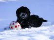 Kiko im Schnee am 15.02.09 004.jpg