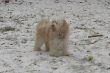 Pumba im Schnee.JPG