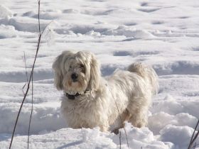 Momo im Schnee.JPG