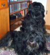 Boris und Blacky.JPG